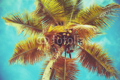 Coconut palm tree leaves under bright sky