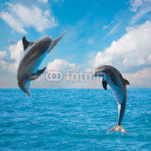 Fototapety two  jumping dolphins