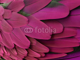 Pink and Purple Feathers 