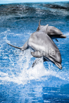 Naklejki Dolphins swim in the pool