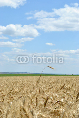 The field of wheat