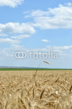 Naklejki The field of wheat