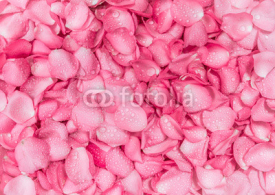 Fototapety the fresh pink rose petal background with water rain drop