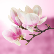 Obrazy i plakaty magnolia