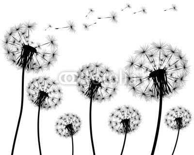 Silhouette of a dandelion