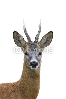 Roe deer buck portrait