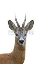 Naklejki Roe deer buck portrait