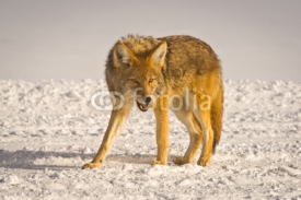 Fototapety Coyote snarls at intruder