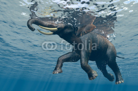 Fototapety Elephant.