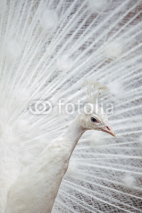 Fototapety White peacock with open feathers