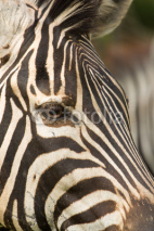 Naklejki Zebra close up on eye