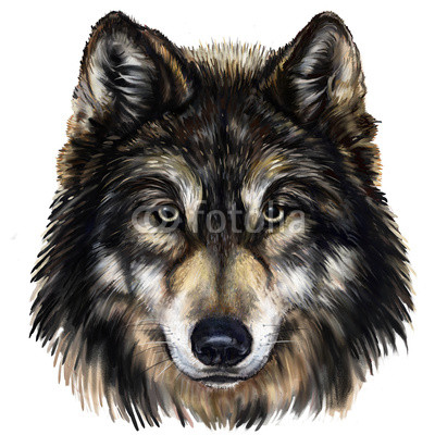 wolf head digital painting