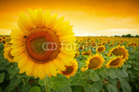 Naklejki Sunflower field