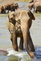 Fototapety Elephants