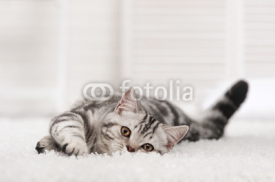 Obrazy i plakaty Cat on the carpet
