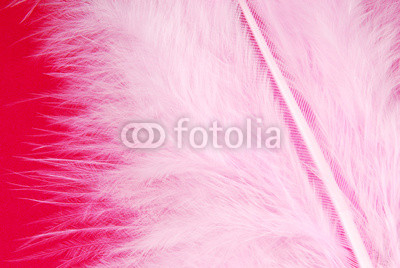 pink feather plumage texture