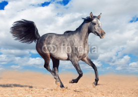 arabian horse runs gallop