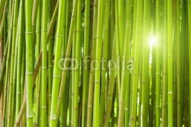 Naklejki Green bamboo forest