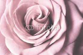 Obrazy i plakaty Pink Rose