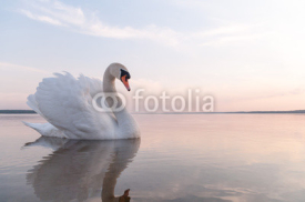 Fototapety swan