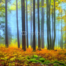 Colorful autumn forest scene