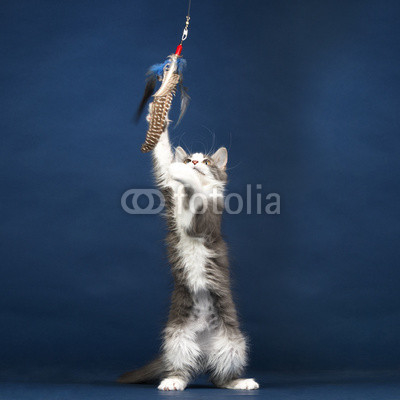 Young Kitten Cat playing with Feather Toy