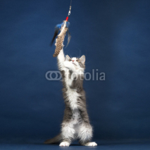 Naklejki Young Kitten Cat playing with Feather Toy