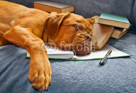 Naklejki Dog Sleeping after Studying