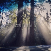 Fototapety sun shining through the trees