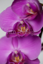 Naklejki orchidea