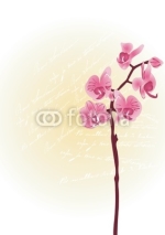 Fototapety Orchids