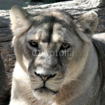 Naklejki lioness portrait