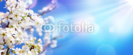 Spring Blooming - White Blossoms And Sunlight In The Sky 
