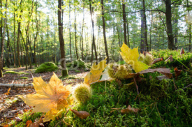Obrazy i plakaty Verträumte Herbstlandschaft im Wald genießen, Glück, Freude, Meditation: Weicher Waldboden, sanftes Licht, Blätter, Bäume, rotes und gelbes Laub :) 