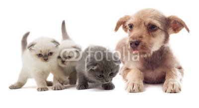 puppy and kittens