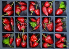Naklejki Red chili peppers
