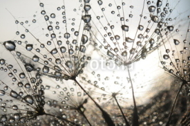 Dandelion seeds with dew drops