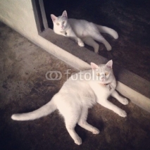Fototapety lover couple cat sit together and look