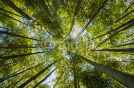 Obrazy i plakaty Green bamboo forest