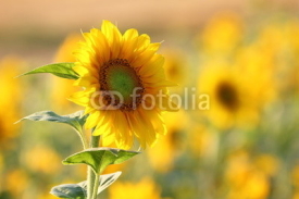 Naklejki Sonnenblume / Helianthus annuus / sunflower