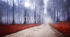 Fototapety Mystic forest road