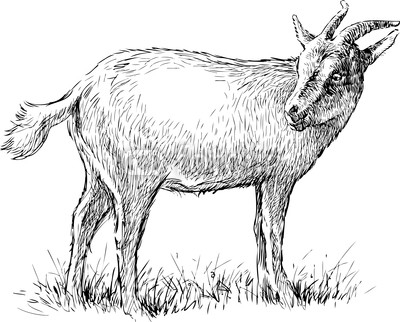 gazing goat