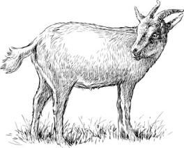 Fototapety gazing goat