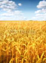 Wheat field against a blue sky