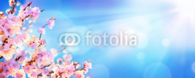 Spring Blooming - Almond Blossoms With Sunlight In The Sky
