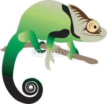 Obrazy i plakaty Chameleon