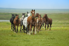 Fototapety Horses Running