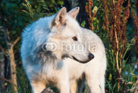Naklejki White wolf