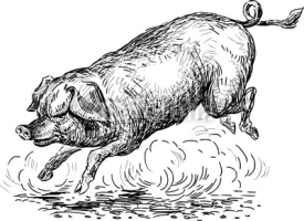 Fototapety jumping pig