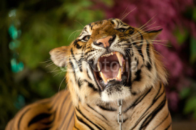 Obrazy i plakaty The tiger growls